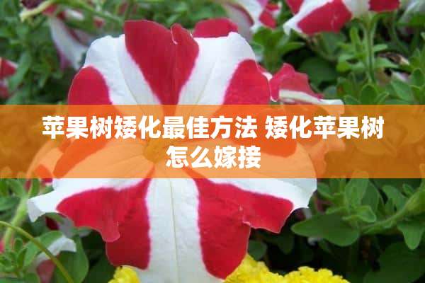 苹果树矮化最佳方法 矮化苹果树怎么嫁接