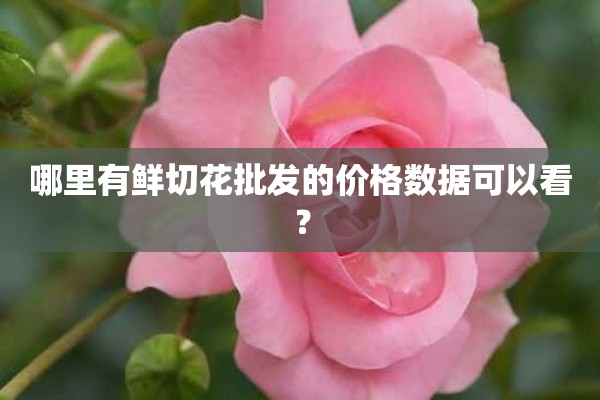 哪里有鲜切花批发的价格数据可以看？