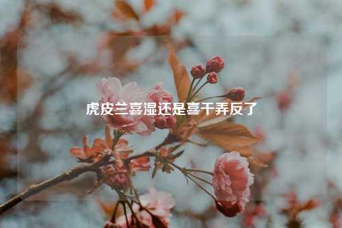 虎皮兰喜湿还是喜干弄反了 花卉