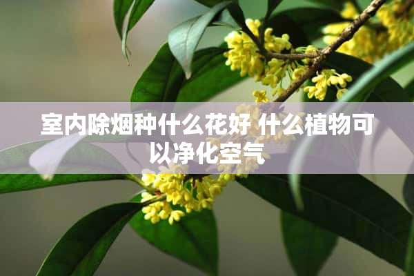 室内除烟种什么花好 什么植物可以净化空气