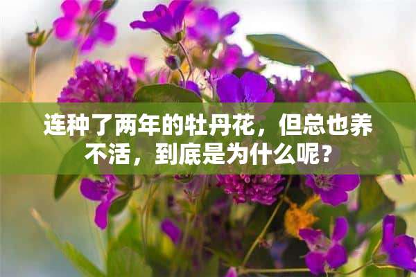 连种了两年的牡丹花，但总也养不活，到底是为什么呢？