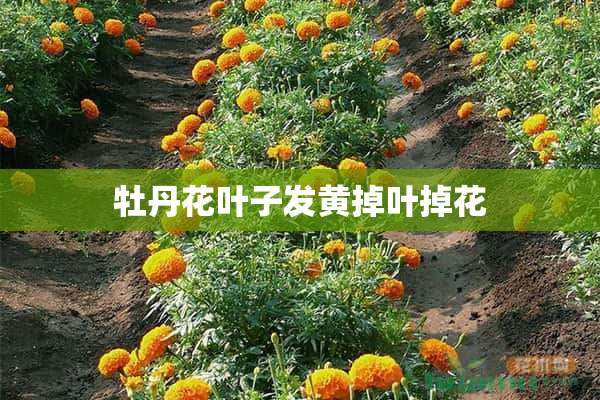 牡丹花叶子发黄掉叶掉花