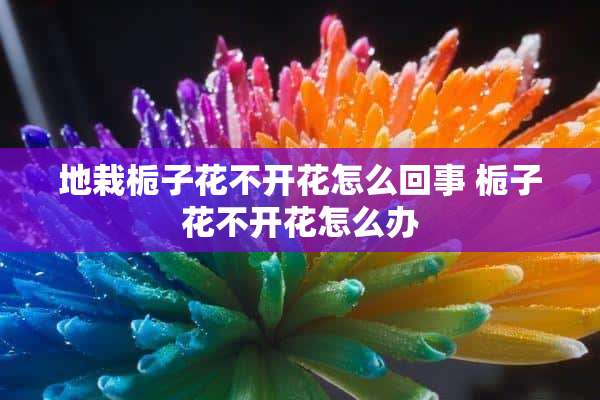 地栽栀子花不开花怎么回事 栀子花不开花怎么办