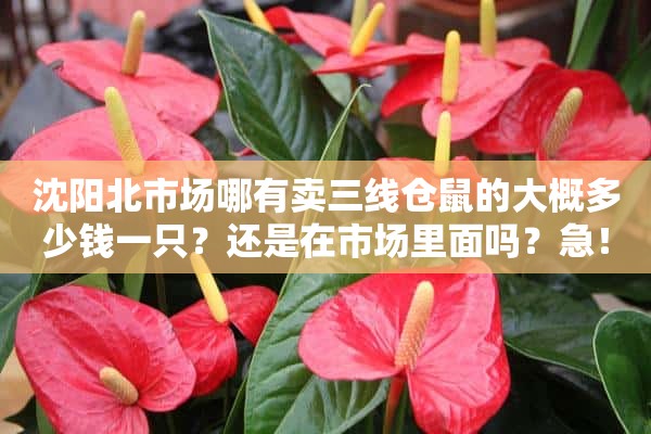 沈阳北市场哪有卖三线仓鼠的大概多少钱一只？还是在市场里面吗？急！