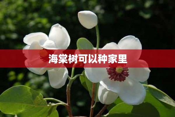 海棠树可以种家里