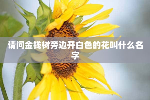 请问金钱树旁边开白色的花叫什么名字