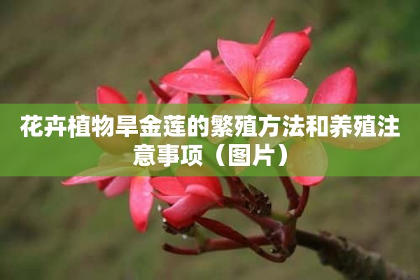 花卉植物旱金莲的繁殖方法和养殖注意事项（图片）