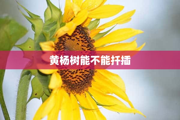 黄杨树能不能扦插