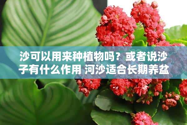 沙可以用来种植物吗？或者说沙子有什么作用 河沙适合长期养盆景吗