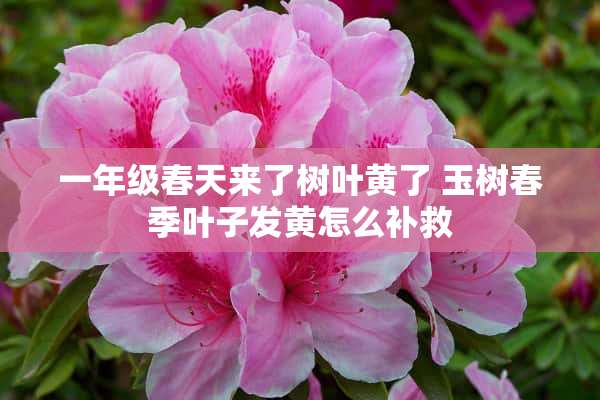 一年级春天来了树叶黄了 玉树春季叶子发黄怎么补救