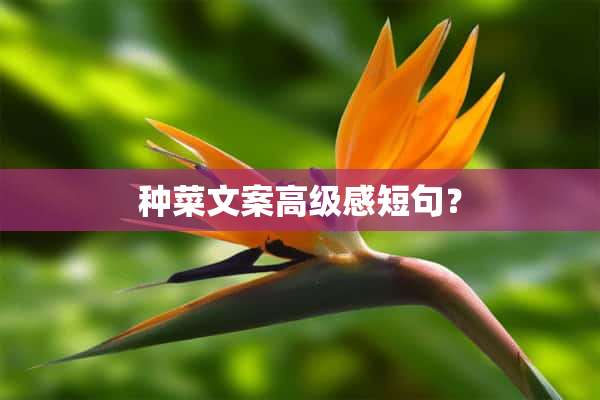 种菜文案高级感短句？