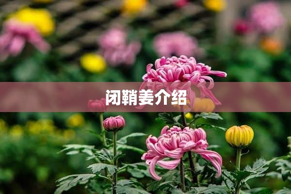 闭鞘姜介绍