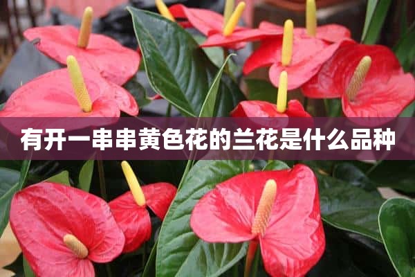 有开一串串黄色花的兰花是什么品种