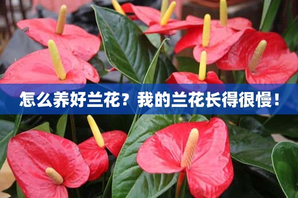 怎么养好兰花？我的兰花长得很慢！