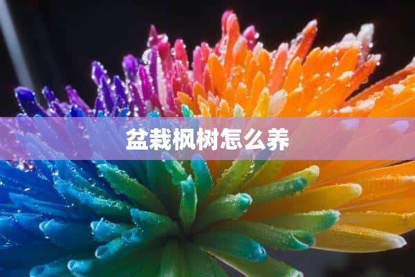 盆栽枫树怎么养