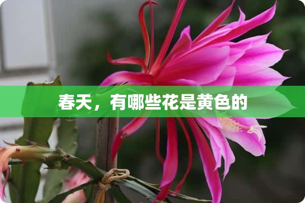 春天，有哪些花是黄色的