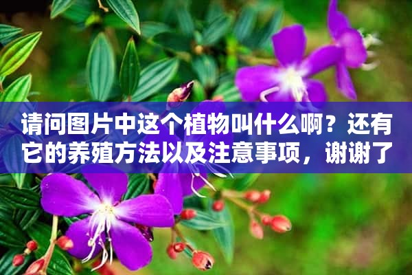 请问图片中这个植物叫什么啊？还有它的养殖方法以及注意事项，谢谢了！