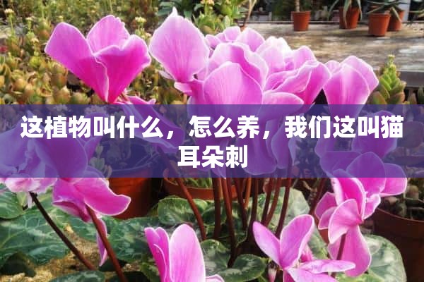 这植物叫什么，怎么养，我们这叫猫耳朵刺