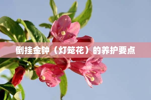 倒挂金钟（灯笼花）的养护要点