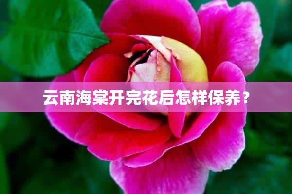 云南海棠开完花后怎样保养？