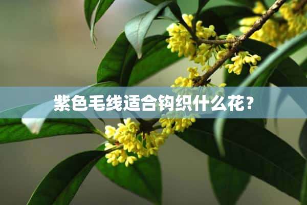 紫色毛线适合钩织什么花？