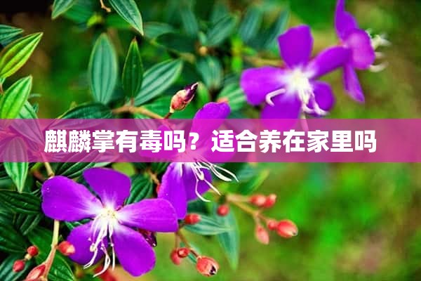 麒麟掌有毒吗？适合养在家里吗