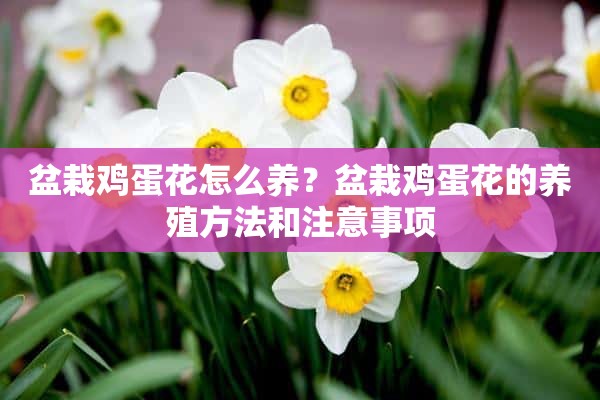 盆栽鸡蛋花怎么养？盆栽鸡蛋花的养殖方法和注意事项