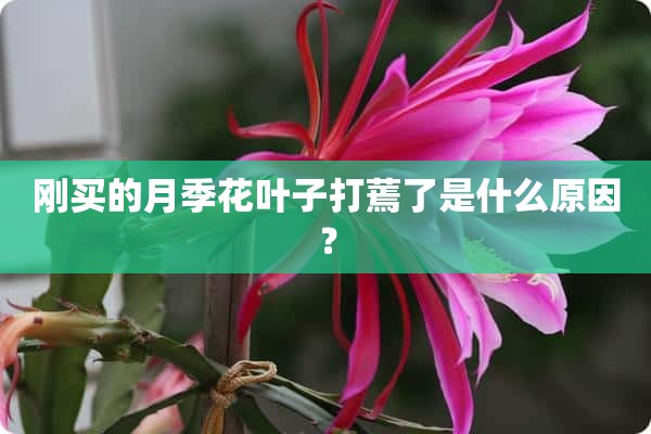 刚买的月季花叶子打蔫了是什么原因？