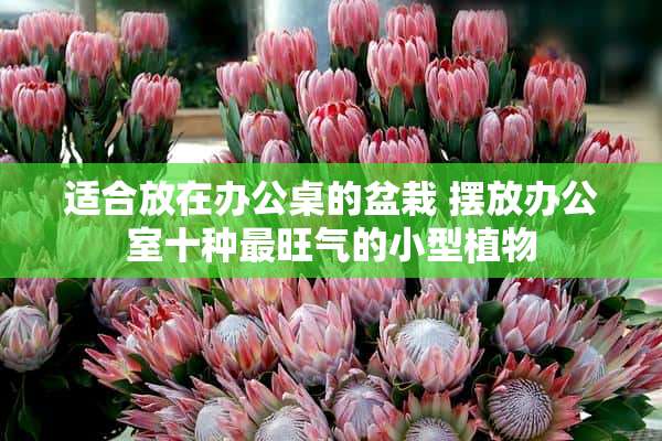 适合放在办公桌的盆栽 摆放办公室十种最旺气的小型植物