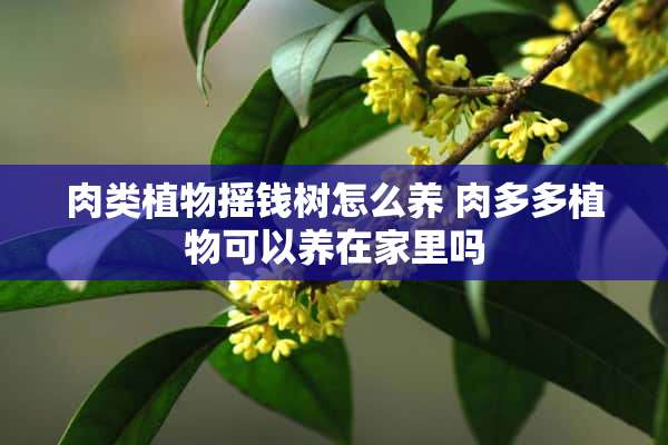 肉类植物摇钱树怎么养 肉多多植物可以养在家里吗