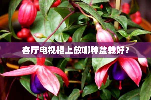 客厅电视柜上放哪种盆栽好？