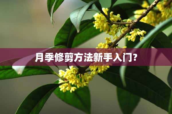 月季修剪方法新手入门？