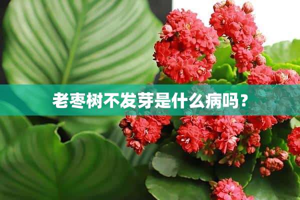 老枣树不发芽是什么病吗？2-14-39