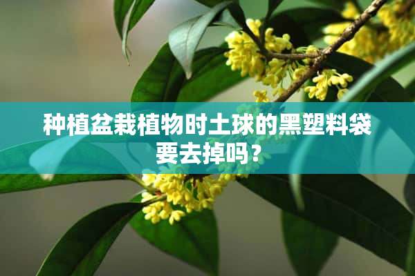 种植盆栽植物时土球的黑塑料袋要去掉吗？