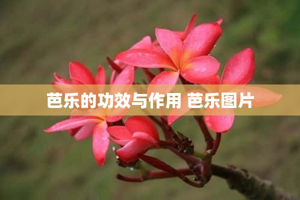 芭乐的功效与作用 芭乐图片