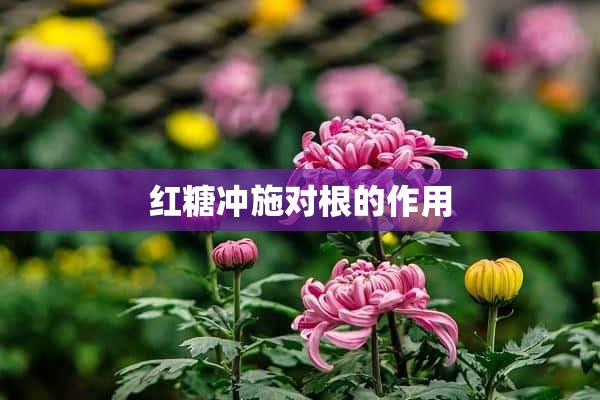 红糖冲施对根的作用