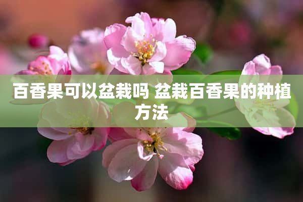 百香果可以盆栽吗 盆栽百香果的种植方法