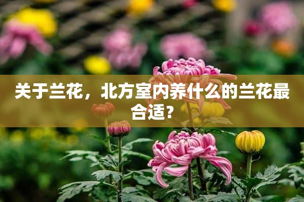 关于兰花，北方室内养什么的兰花最合适？