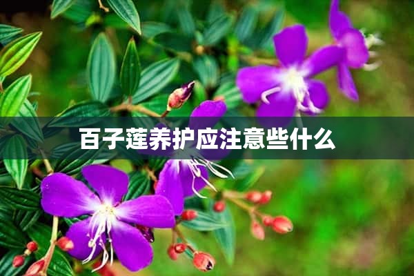 百子莲养护应注意些什么