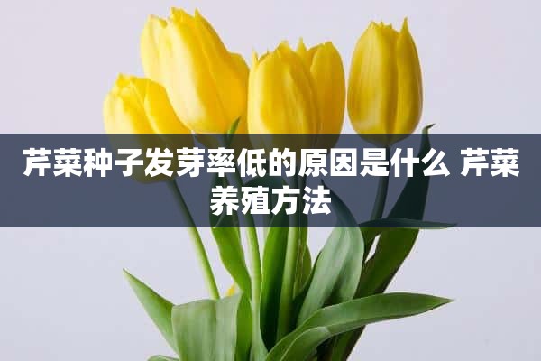 芹菜种子发芽率低的原因是什么 芹菜养殖方法