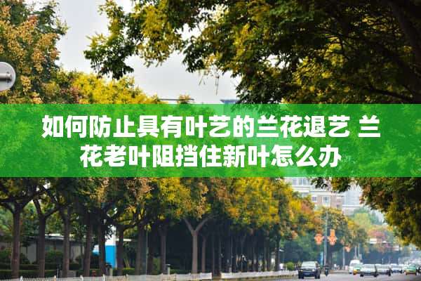 如何防止具有叶艺的兰花退艺 兰花老叶阻挡住新叶怎么办