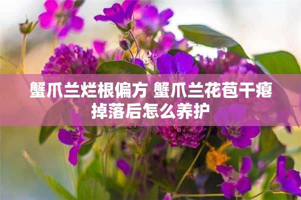 蟹爪兰烂根偏方 蟹爪兰花苞干瘪掉落后怎么养护