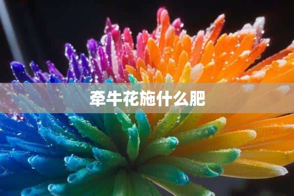 牵牛花施什么肥