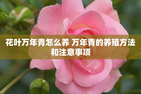 花叶万年青怎么养 万年青的养殖方法和注意事项