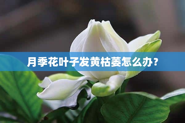 月季花叶子发黄枯萎怎么办？