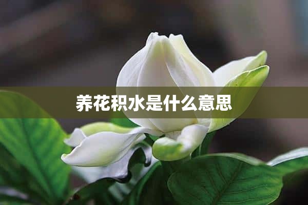 养花积水是什么意思