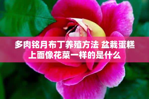 多肉铭月布丁养殖方法 盆栽蛋糕上面像花菜一样的是什么