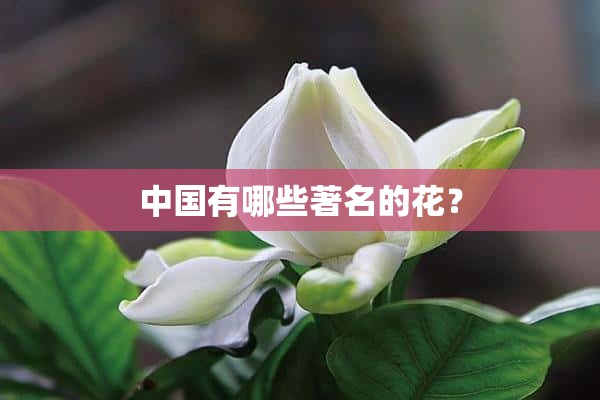 中国有哪些著名的花？