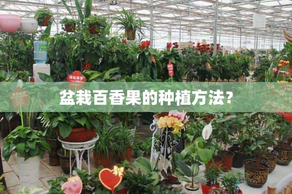 盆栽百香果的种植方法？