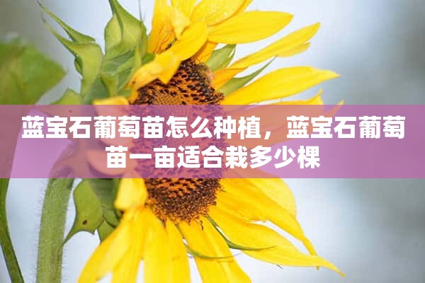 蓝宝石葡萄苗怎么种植，蓝宝石葡萄苗一亩适合栽多少棵